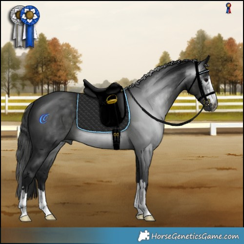 Horse Color:Gray Black 