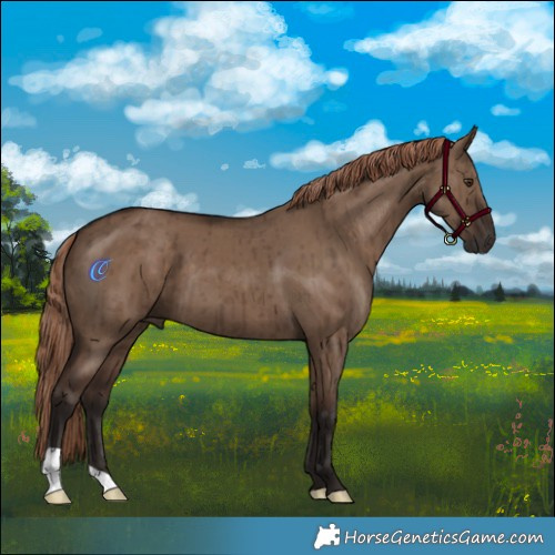 Horse Color:Liver Red Dun Brindle 