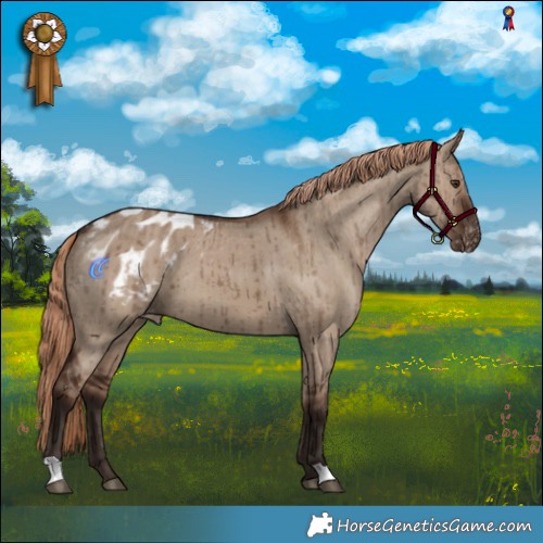 Horse Color:Liver Red Dun Appaloosa Brindle