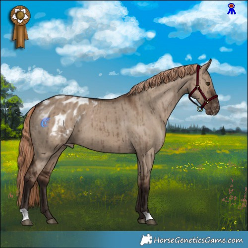 Horse Color:Liver Red Dun Appaloosa Brindle 