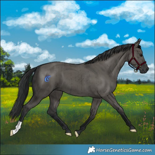 Horse Color:Grullo Brindle 