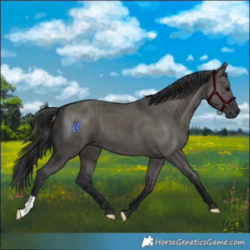 Horse Color:Grullo Brindle 