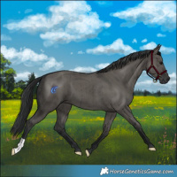 Horse Color:Grullo Brindle 
