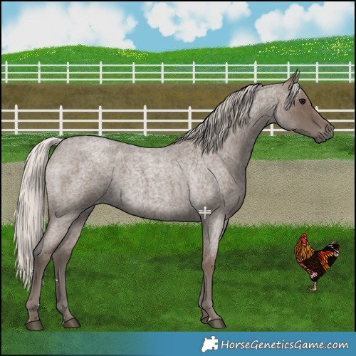 Horse Color:Silver Blue Roan 