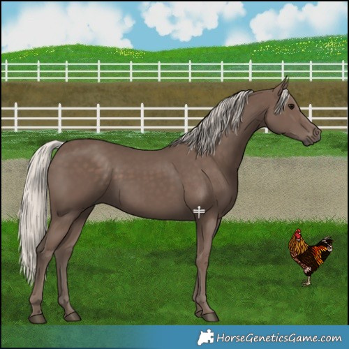 Horse Color:Silver Black 