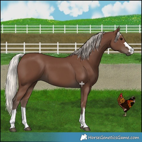 Horse Color:Silver Black 