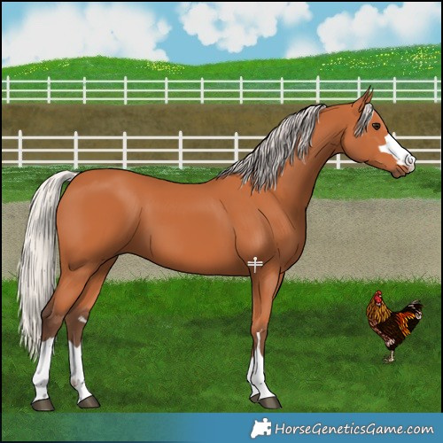 Horse Color:Silver Bay 