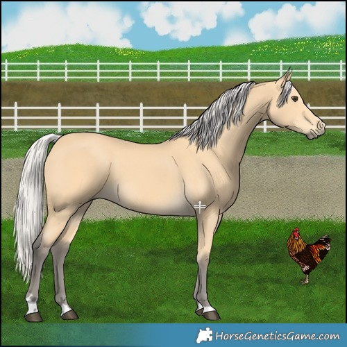 Horse Color:Silver Buckskin 