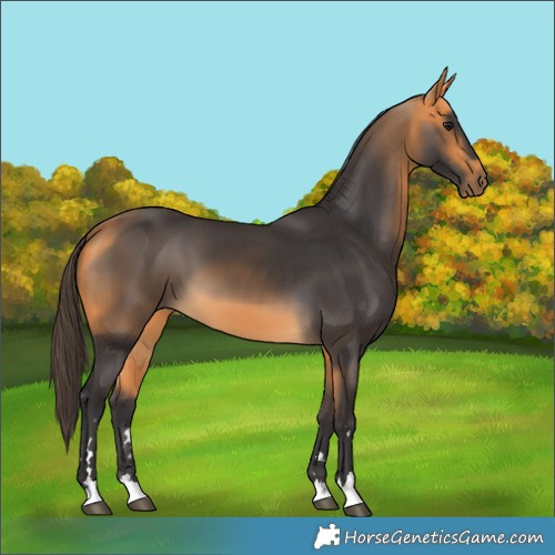 Horse Color:Buckskin 