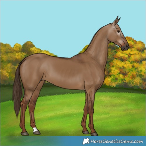 Horse Color:Gray Red Dun 