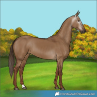 Horse Color:Gray Red Dun 