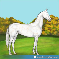 Horse Color:Cremello Near Leopard