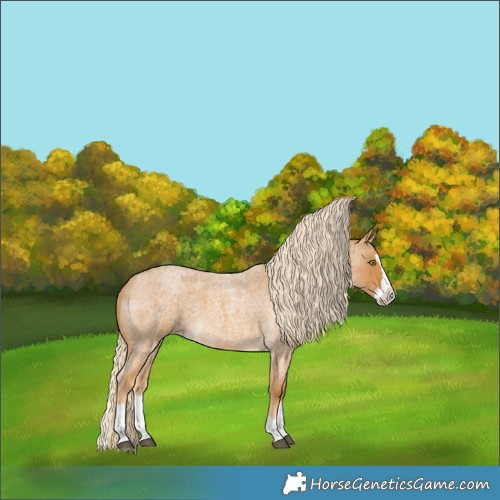 Horse Color:Palomino Roan Splash 