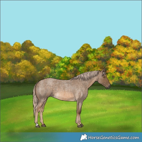 Horse Color:Chocolate Palomino Roan 