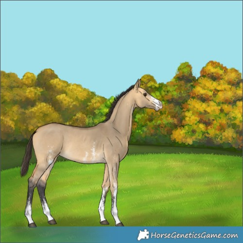 Horse Color:Buckskin Dun Sabino Rabicano 