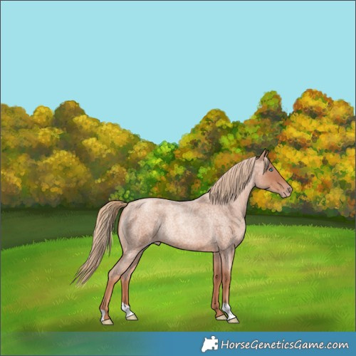 Horse Color:Gold Champagne Roan Rabicano 