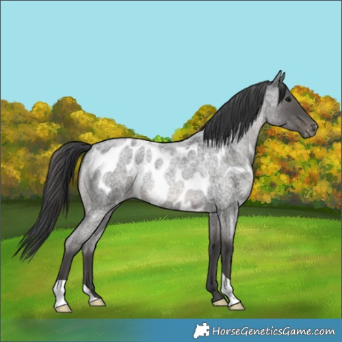 Horse Color:Blue Roan Skewed Appaloosa