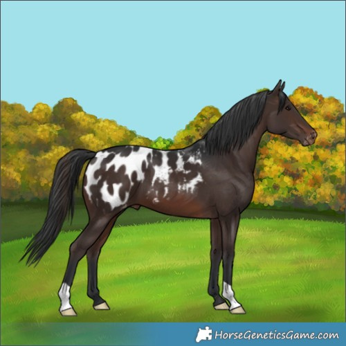 Horse Color:Brown Appaloosa 