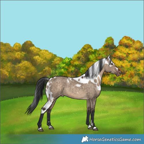 Horse Color:Brown Dun Skewed Appaloosa 