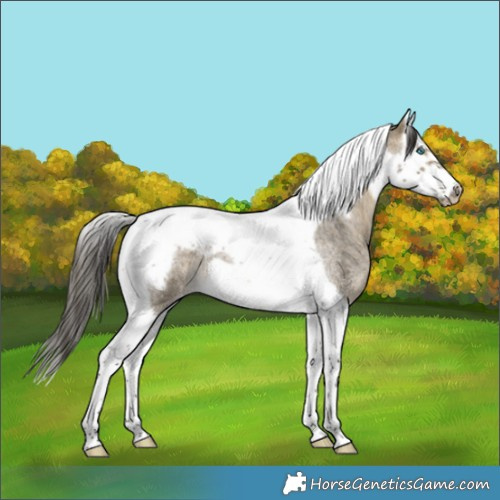 Horse Color:Buckskin Roan Dun Splash Tobiano Frame Appaloosa 