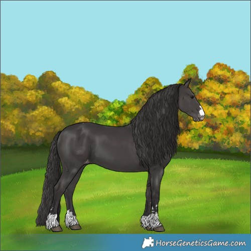 Horse Color:Smoky Black Appaloosa