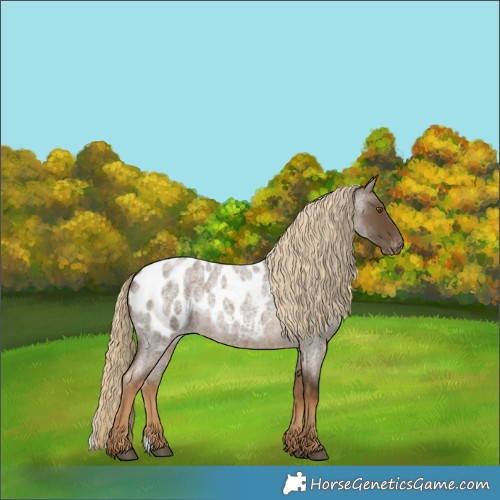 Horse Color:Chocolate Palomino Roan Appaloosa 