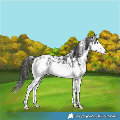 Horse Color:Smoky Black Sabino Splash Appaloosa 
