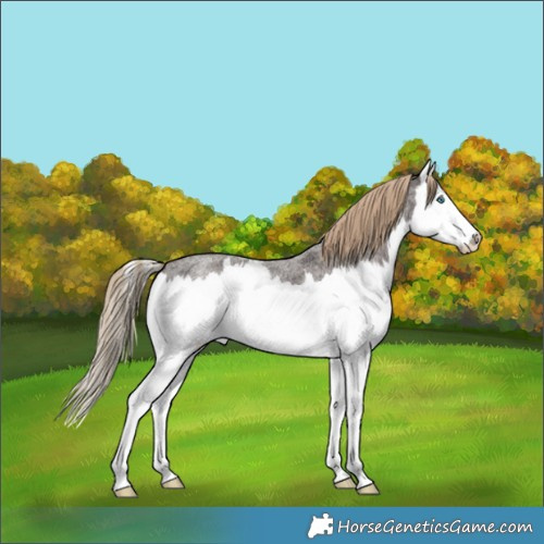 Horse Color:Liver Red Roan Splash 
