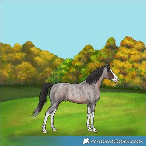 Horse Color:Liver Red Roan Splash Appaloosa 