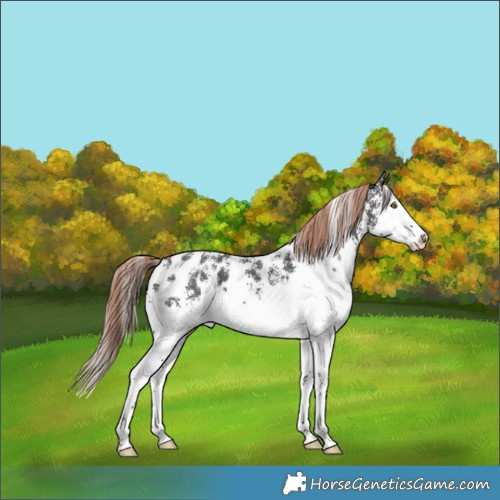 Horse Color:Liver Chestnut Sabino Splash Appaloosa 