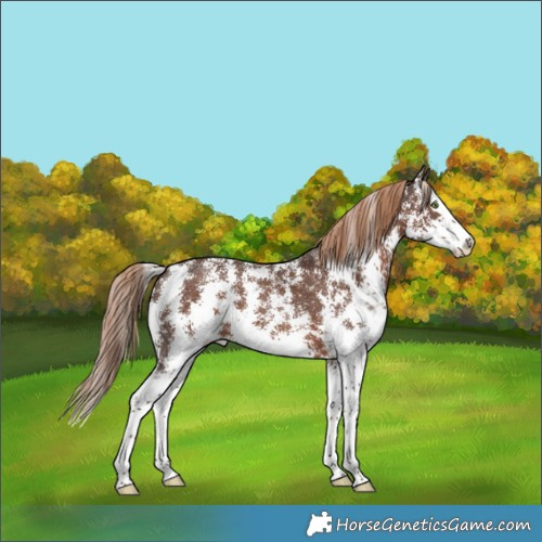 Horse Color:Liver Chestnut Sabino Splash 