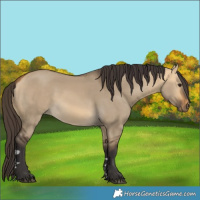 Horse Color:Buckskin Dun 