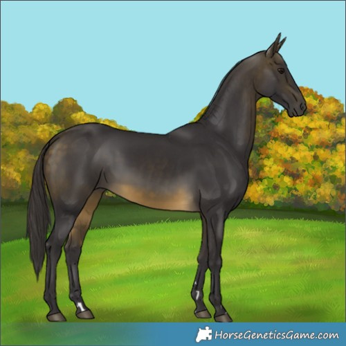 Horse Color:Buckskin 
