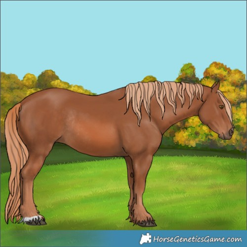 Horse Color:Chestnut Rabicano 