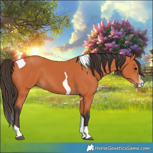 Horse Color:Bay Splash Tobiano 