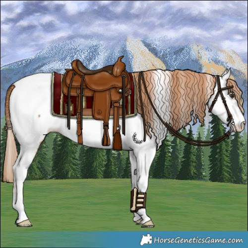 Horse Color:Chestnut Near Fewspot 