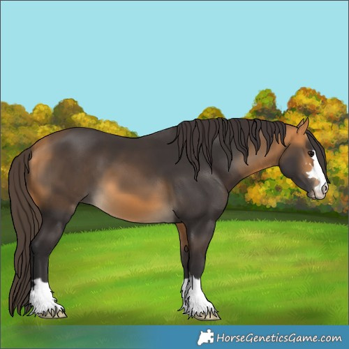 Horse Color:Buckskin 