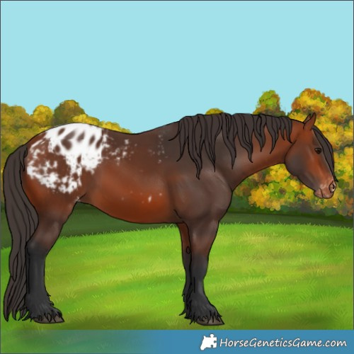 Horse Color:Bay Appaloosa 