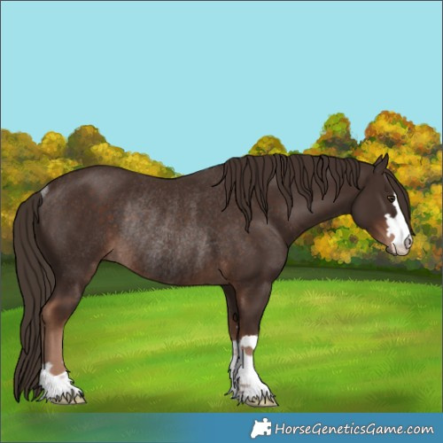 Horse Color:Liver Chestnut Rabicano 