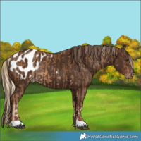 Horse Color:Chocolate Palomino Appaloosa Rabicano  and Liver Chestnut Appaloosa Rabicano 