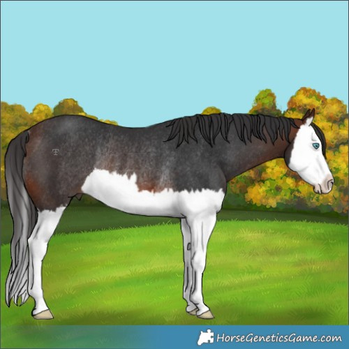Horse Color:Brown Splash Rabicano 