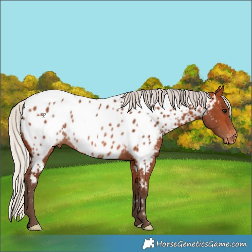 Horse Color:Silver Bay Appaloosa Rabicano 