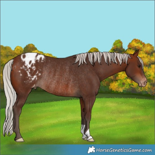 Horse Color:Silver Bay Appaloosa Rabicano 