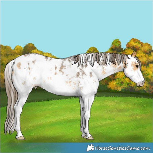 Horse Color:Buckskin Sabino Appaloosa 