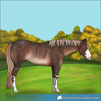 Horse Color:Liver Chestnut Rabicano 