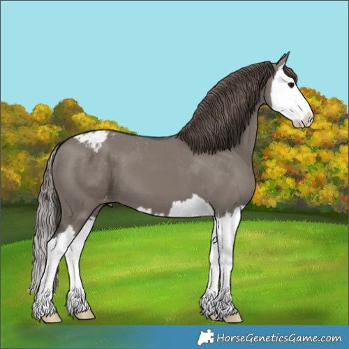 Horse Color:Grullo Splash Appaloosa 