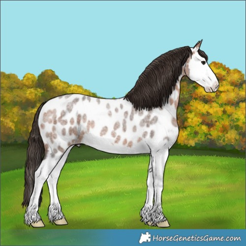 Horse Color:Bay Roan Splash Appaloosa 