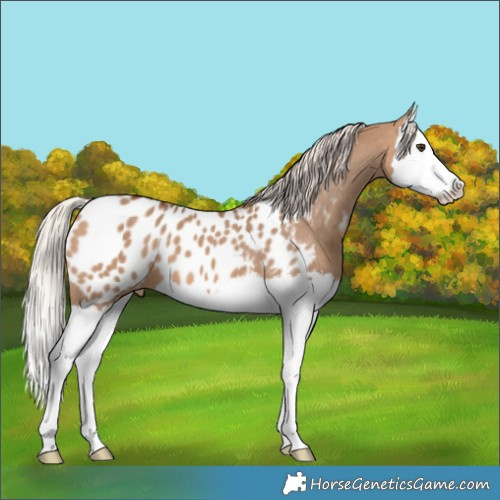Horse Color:Silver Brown Dun Splash Appaloosa 