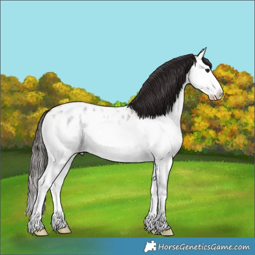 Horse Color:Brown Ice Roan Splash Appaloosa 