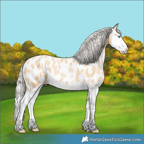Horse Color:Silver Buckskin Pearl Splash Appaloosa 